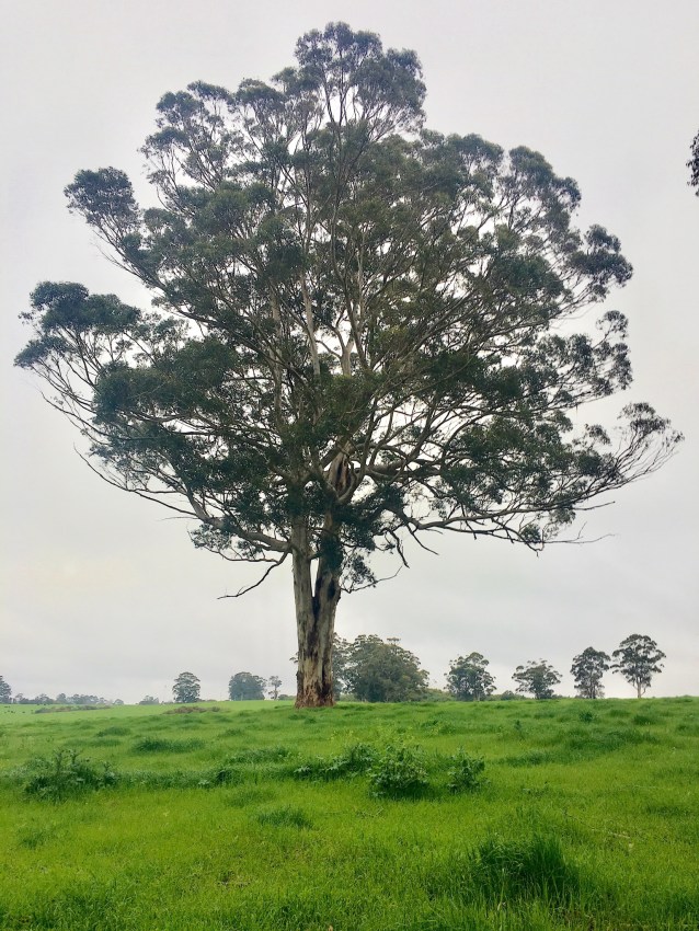 96C52532-3346-4BFF-A733-99E45D95C7B5